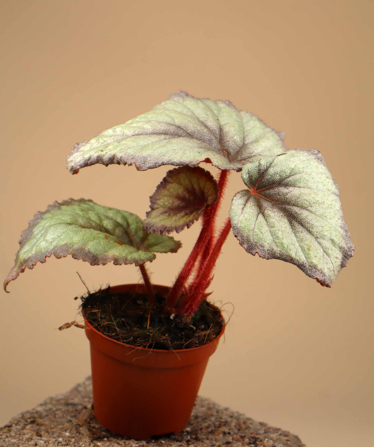Begonia 'Flamingo Soul'
