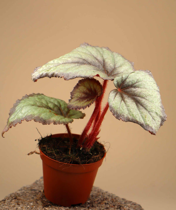Begonia 'Flamingo Soul'