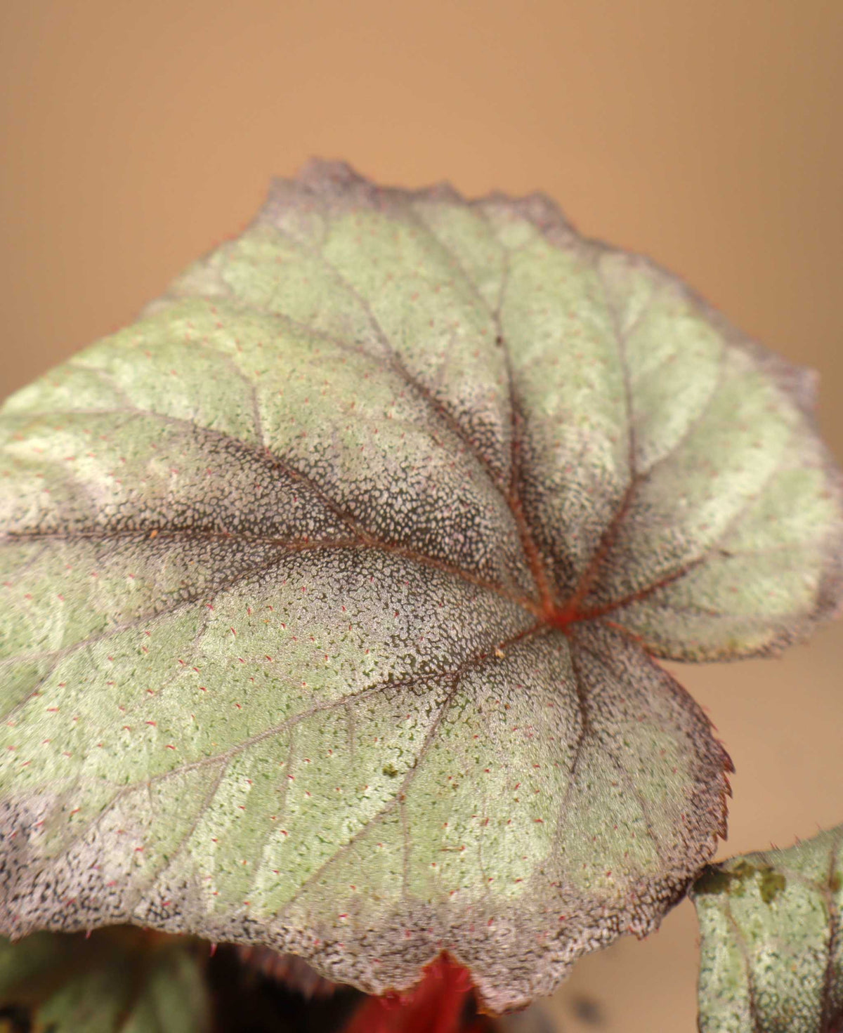 Begonia 'Flamingo Soul'