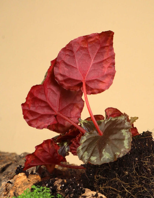 Begonia ignita