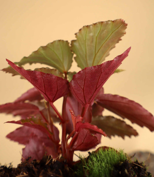 Begonia sp. Julau (Typ 1)