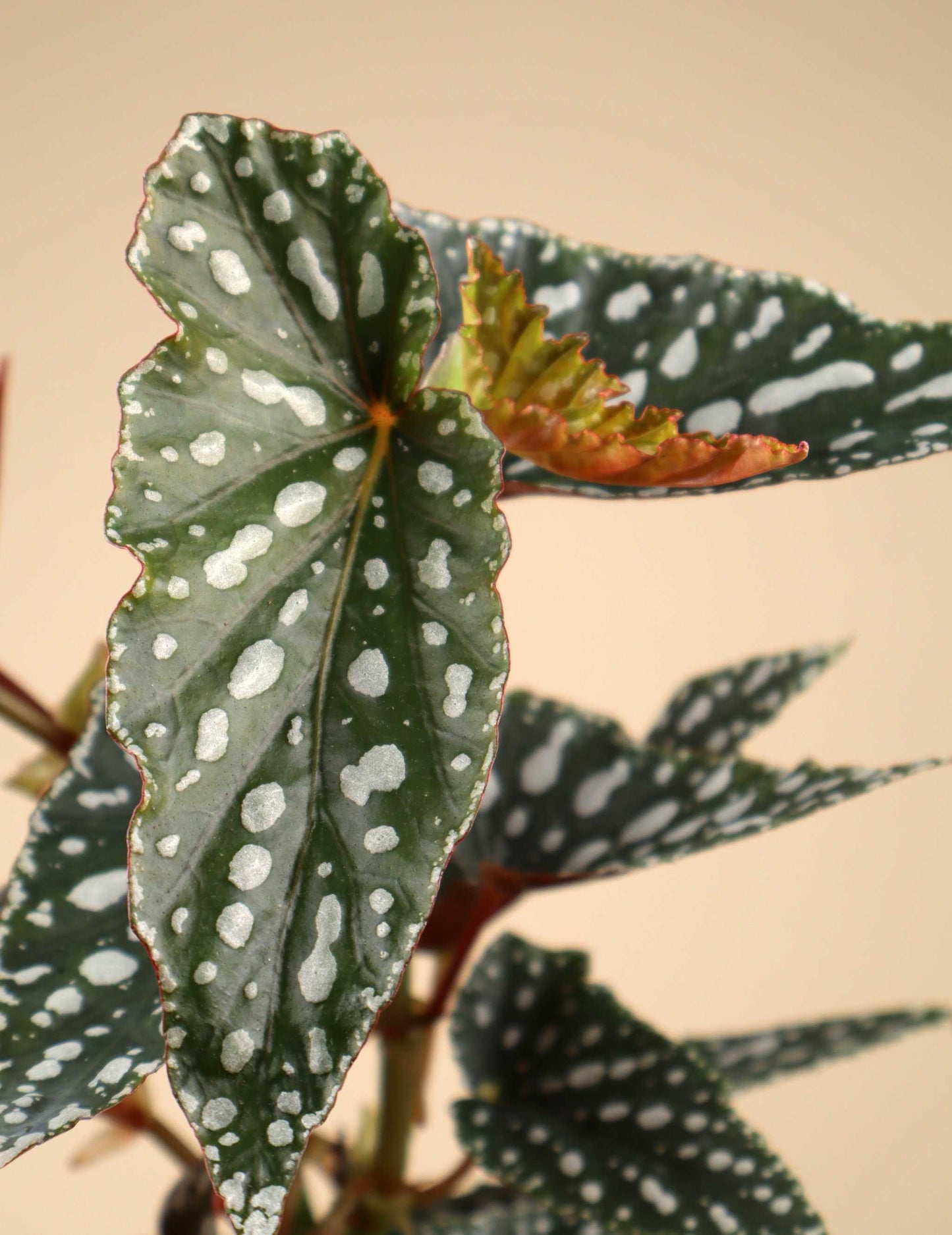 Forellbegonia 'Begonia maculata'