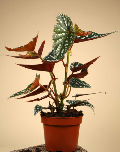 Forellbegonia 'Begonia maculata'