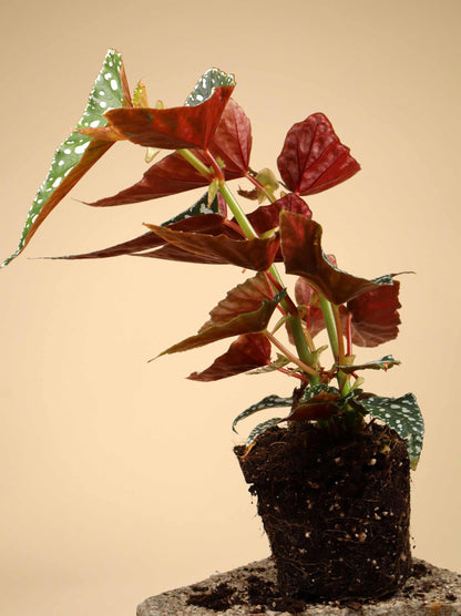 Forellbegonia 'Begonia maculata'