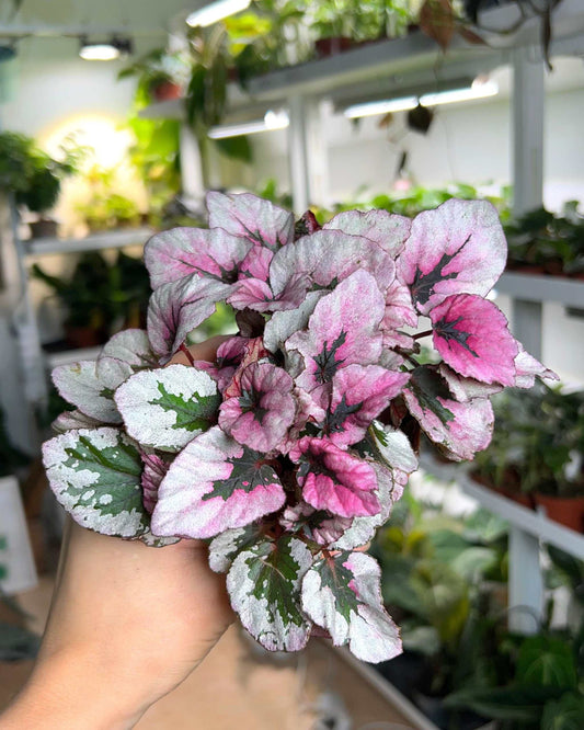 Begonia rex 'indian summer'