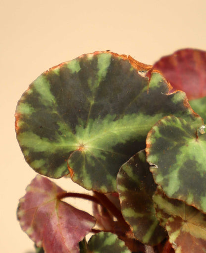 Begonia cleopatrae