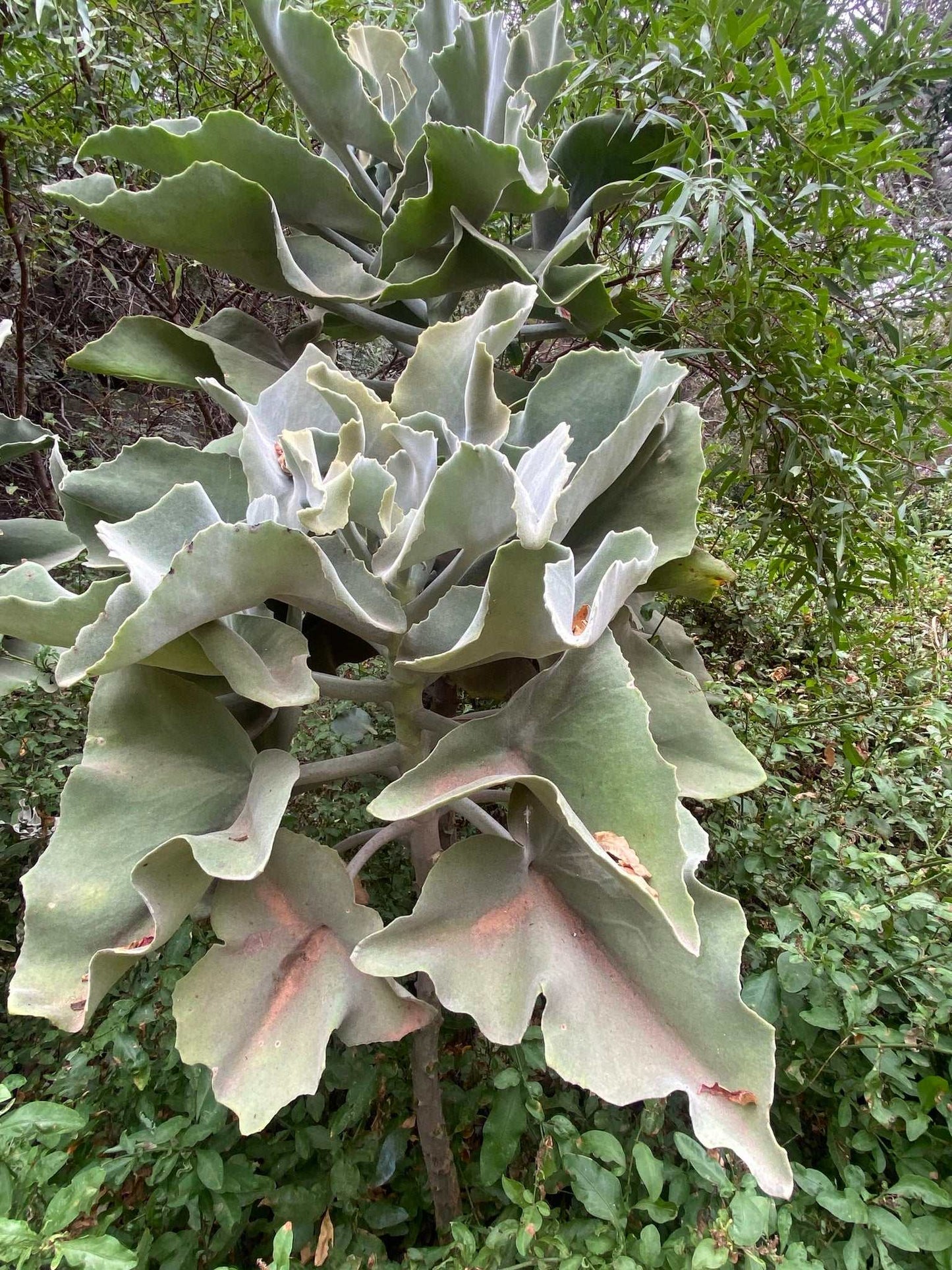 Kalanchoe beharensis 'Kamelhårskalankoe'