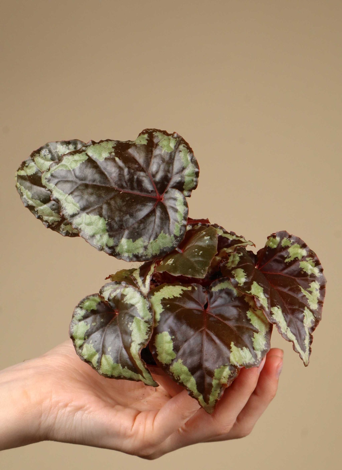 Begonia ignita