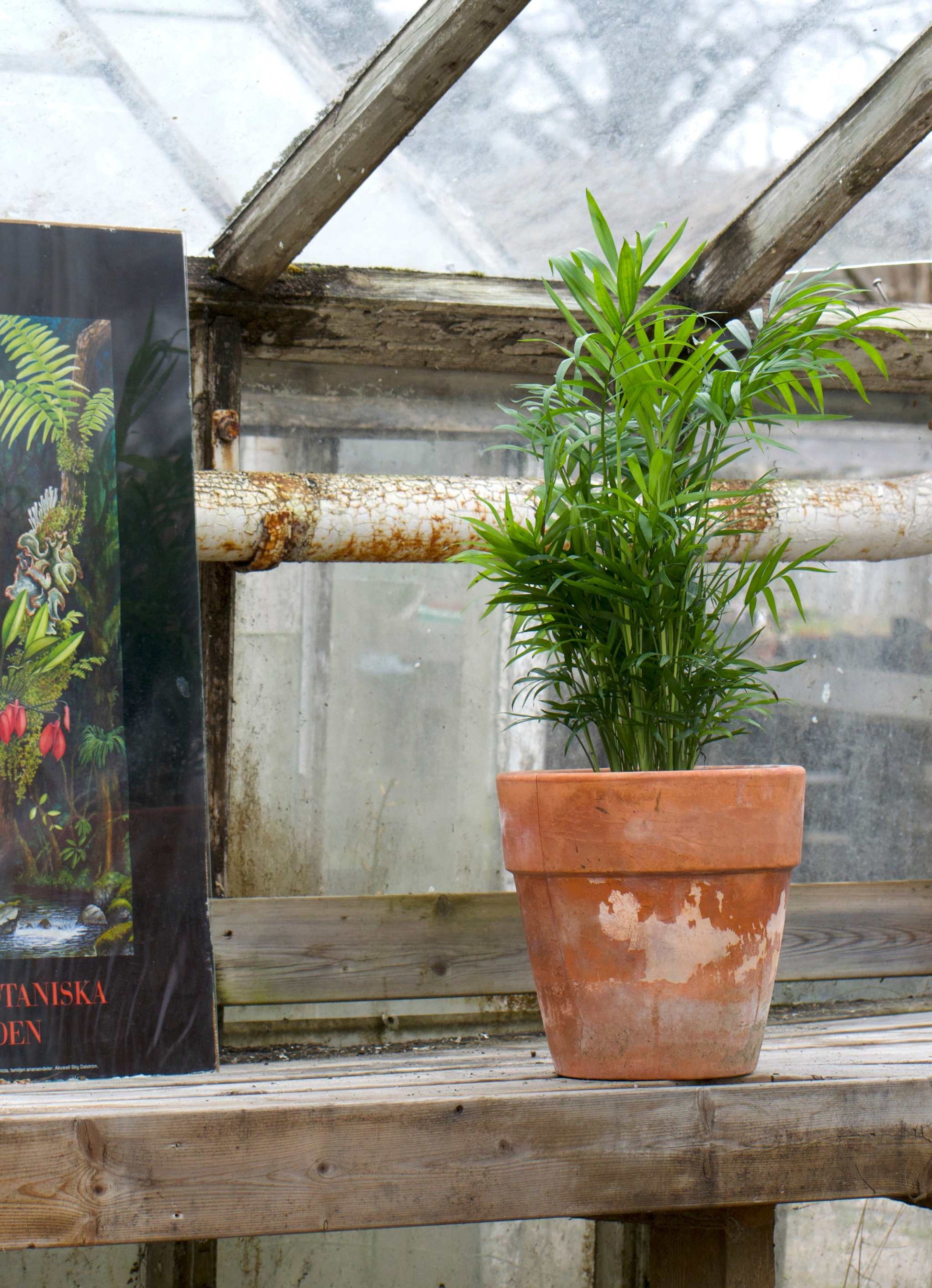 parlor palm in terrarium Chamaedorea Elegans For Sale
