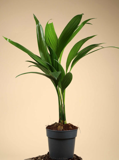 Areca catechu | Betelpalm