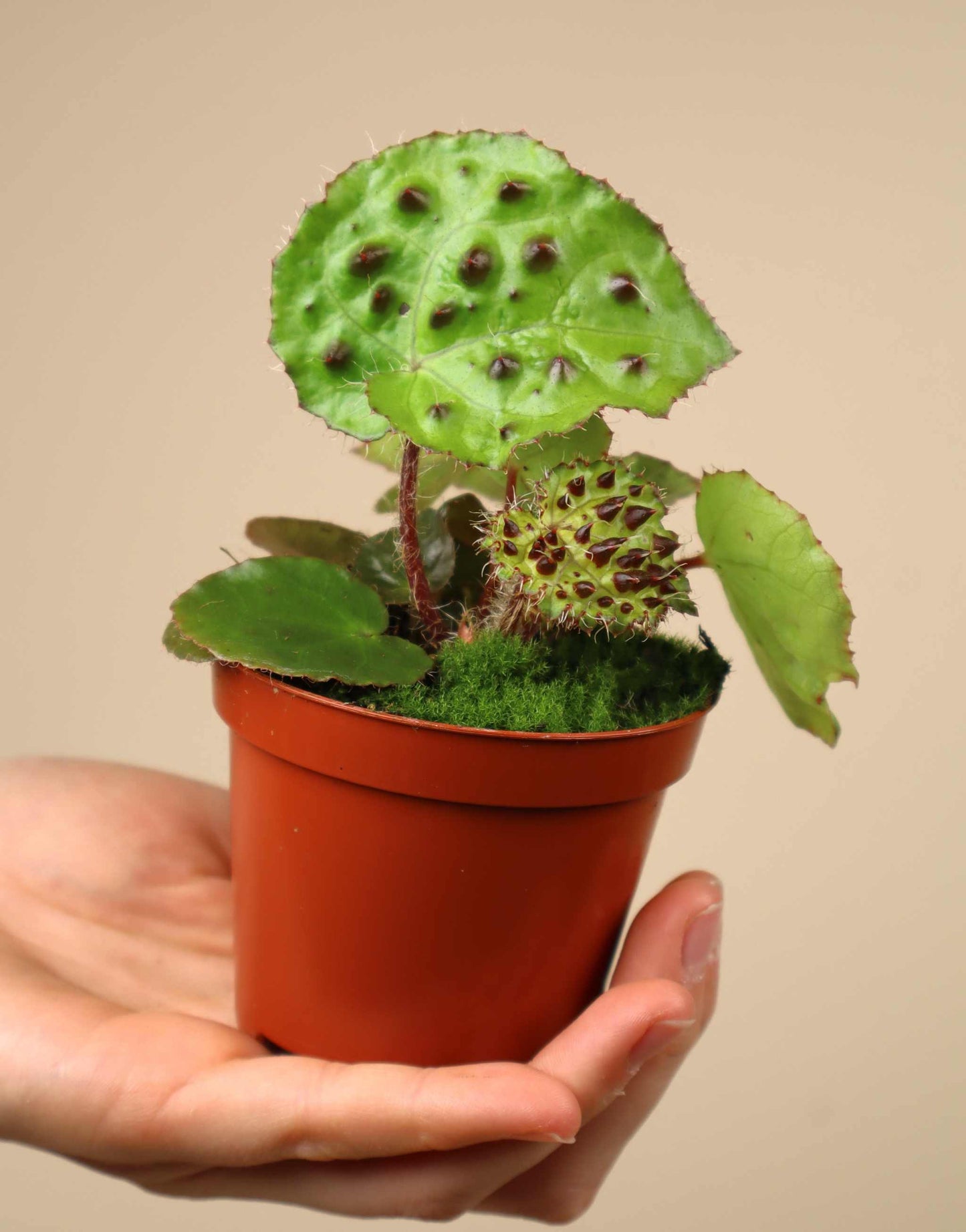 Begonia ferox