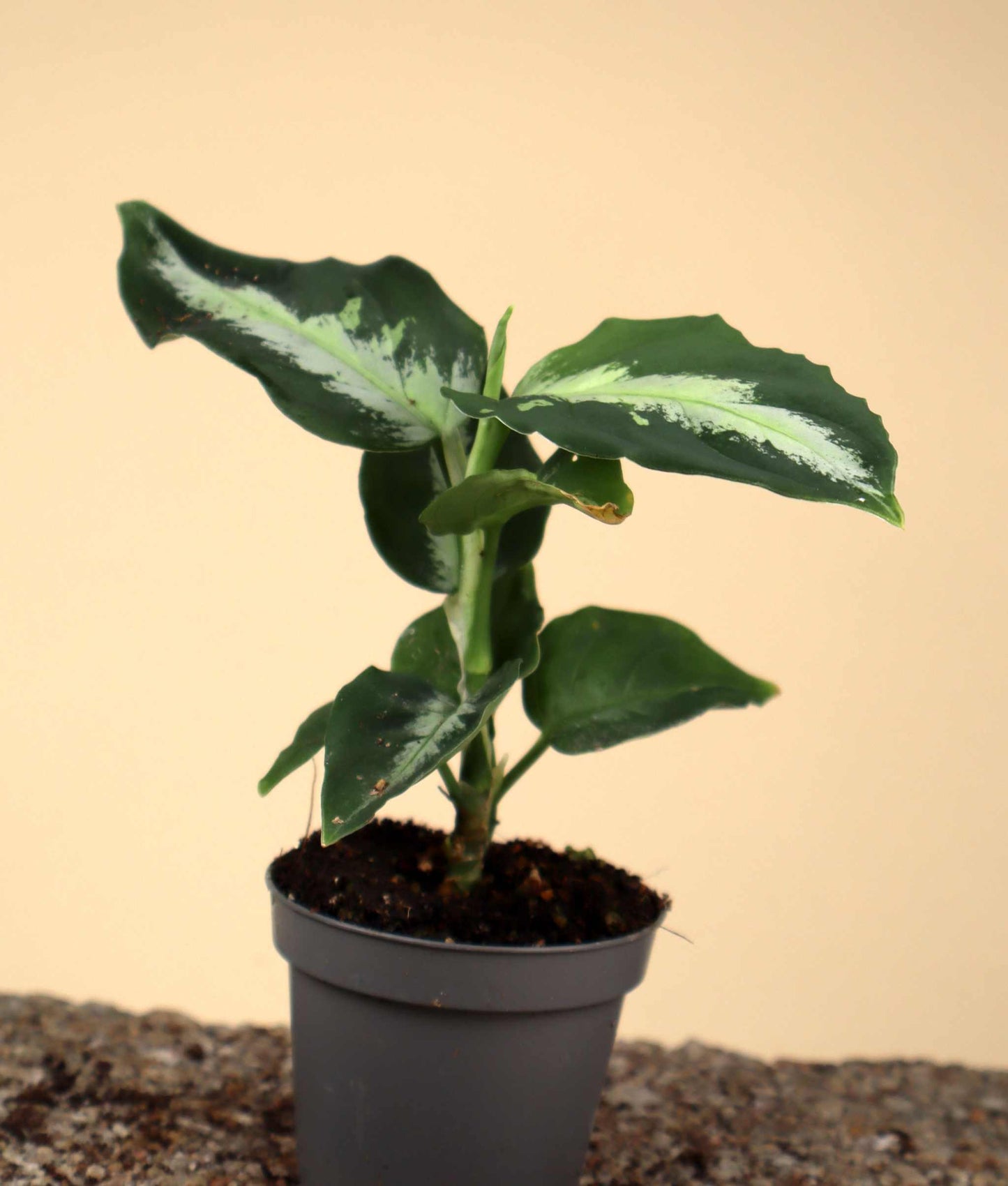 Aglaonema pictum 'Bicolor'