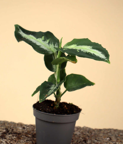 Aglaonema pictum 'Bicolor'