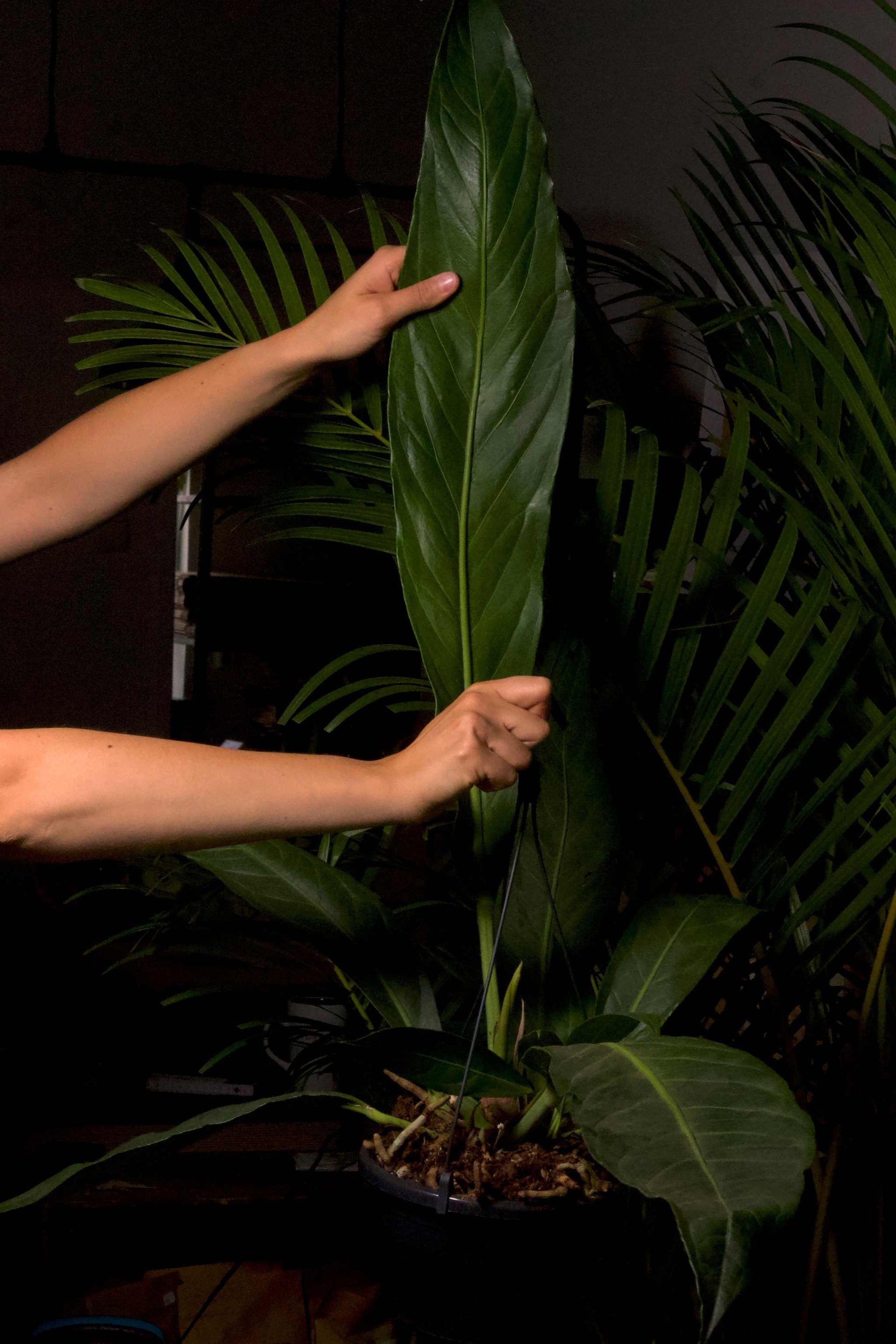 anthurium pendulifolium mounted Anthurium pendulifolium x cubense 'Big Bill'