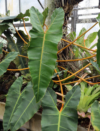 Philodendron billietiae