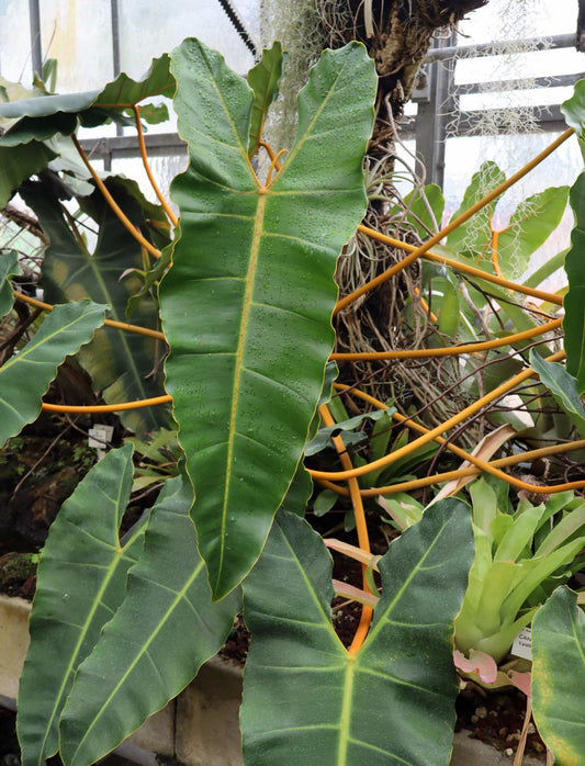 Philodendron billietiae