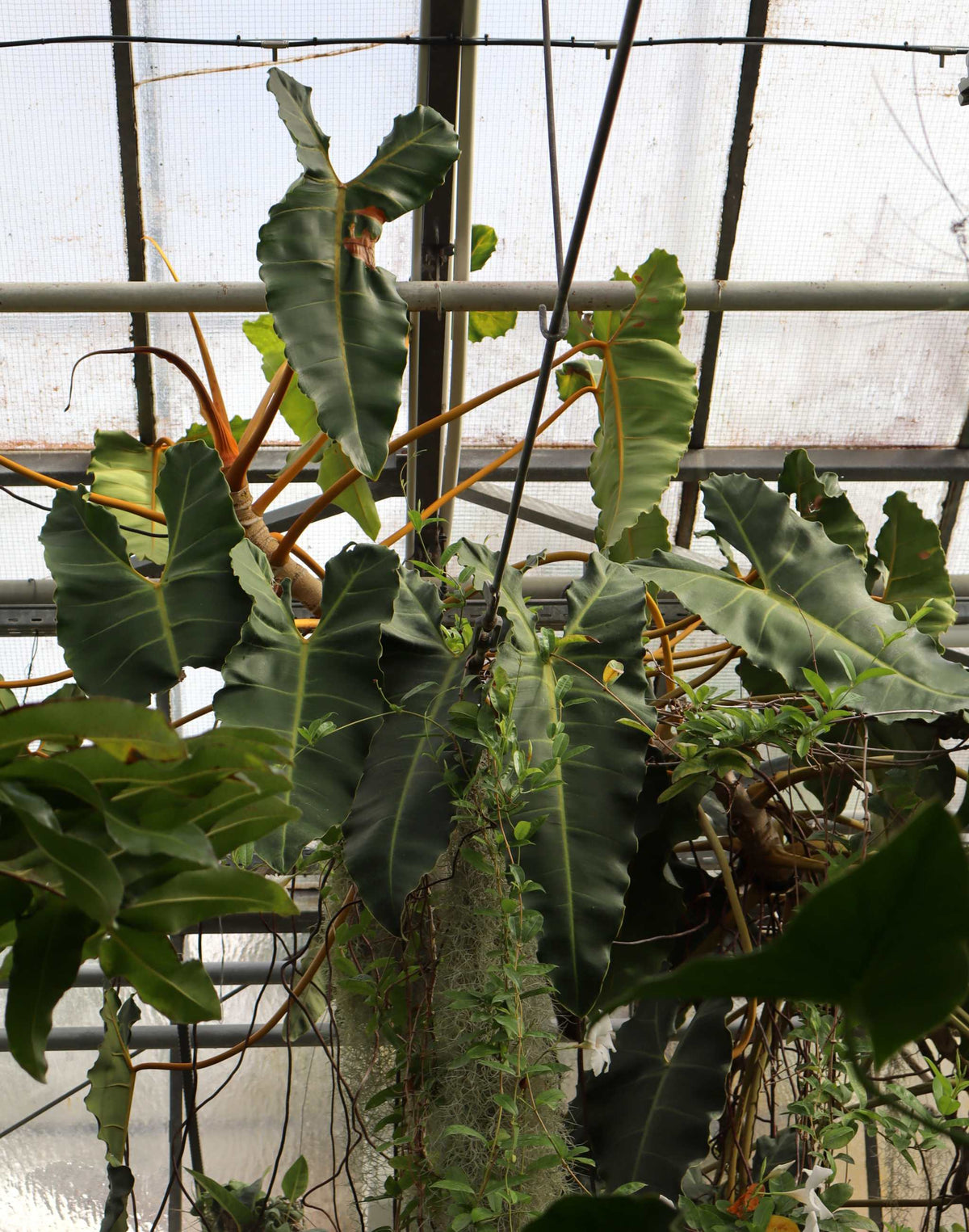 Philodendron billietiae