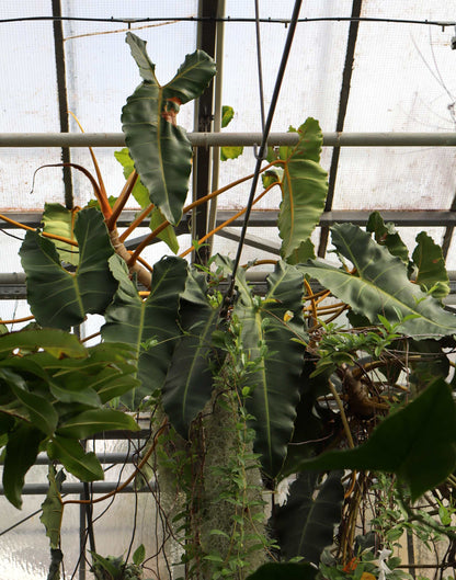 Philodendron billietiae