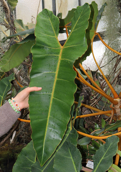 Philodendron billietiae