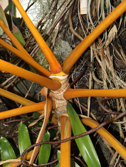 Philodendron billietiae