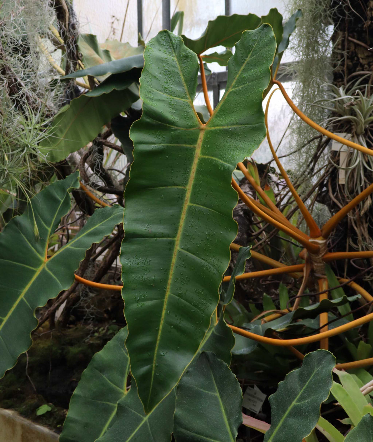Philodendron billietiae