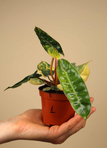 Philodendron billietiae Variegata