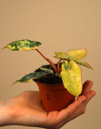 Philodendron billietiae Variegata