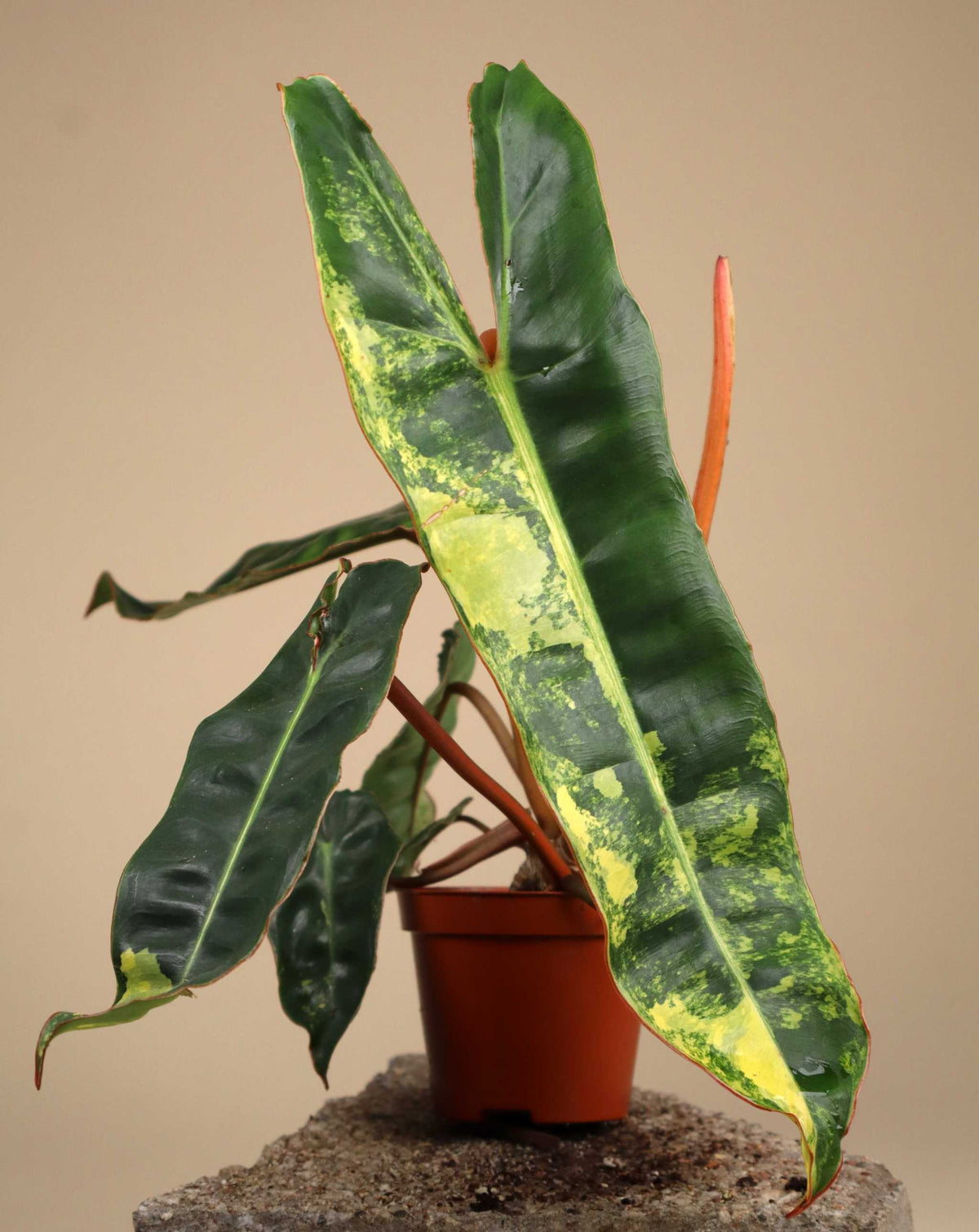 Philodendron billietiae Variegata