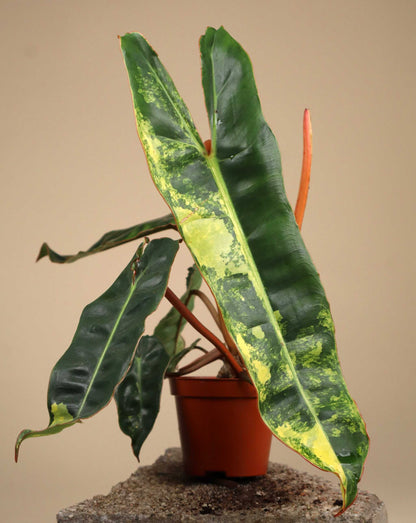 Philodendron billietiae Variegata