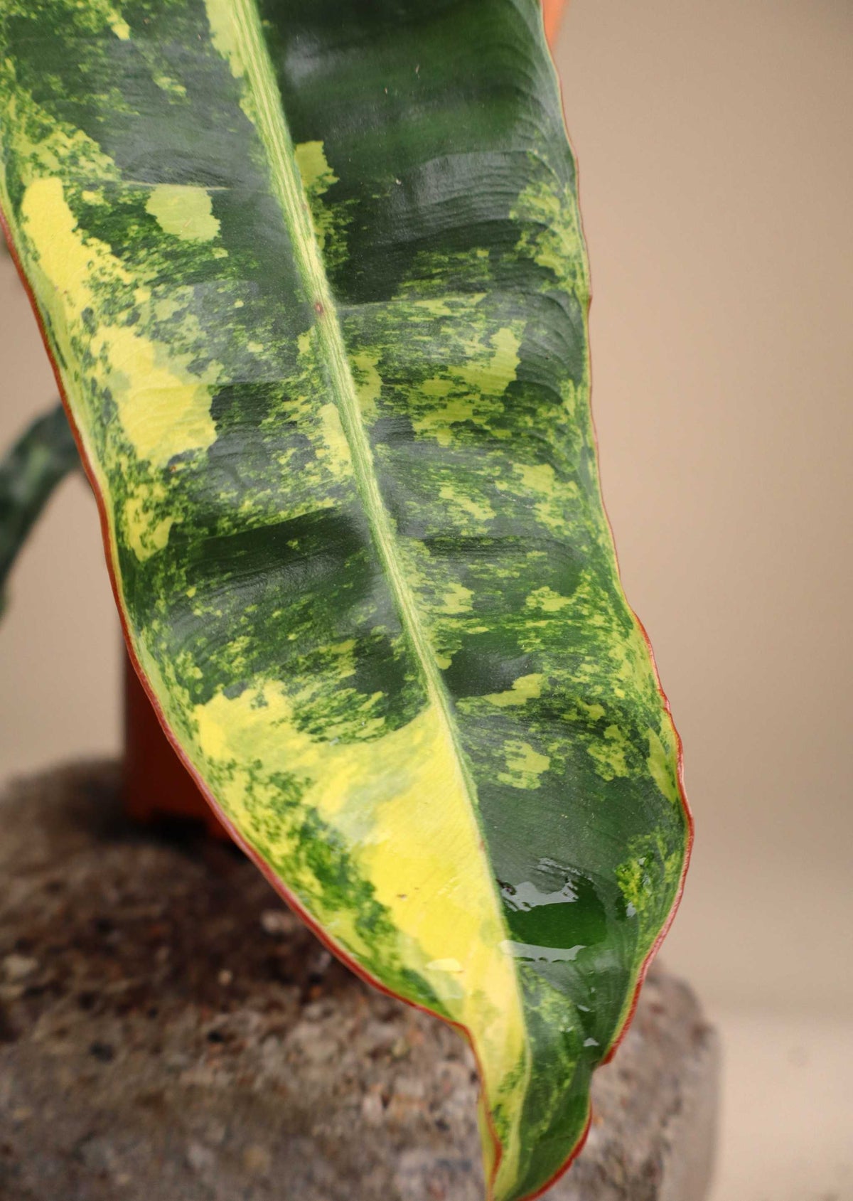 Philodendron billietiae Variegata