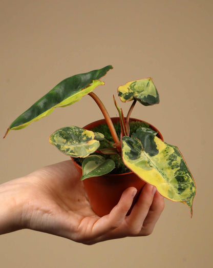 Philodendron billitiae Variegata - Vorbestellung