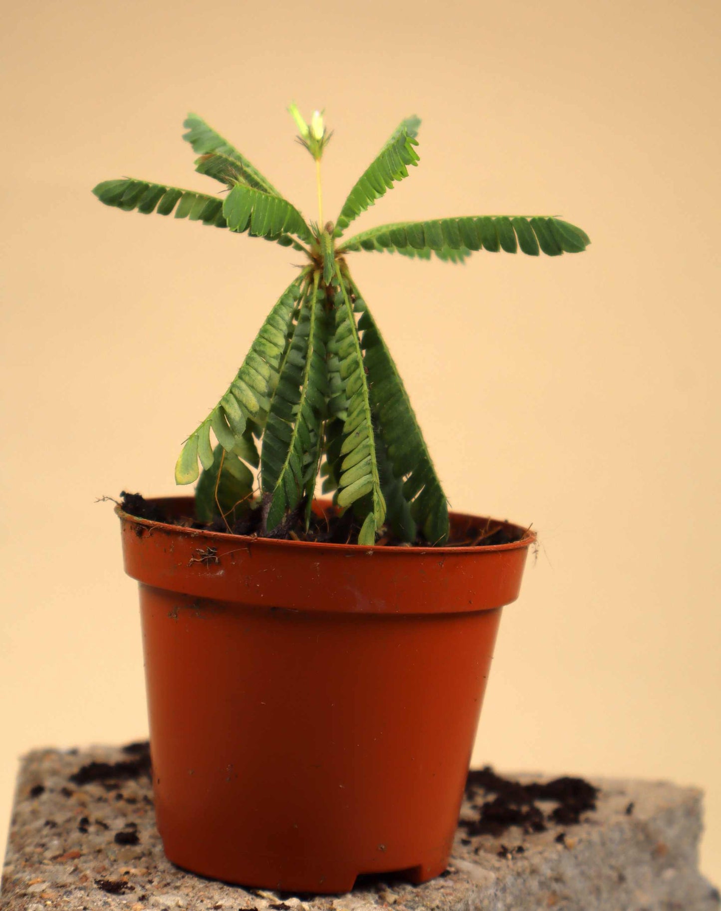 Biophytum sensitivum | Miniature palm