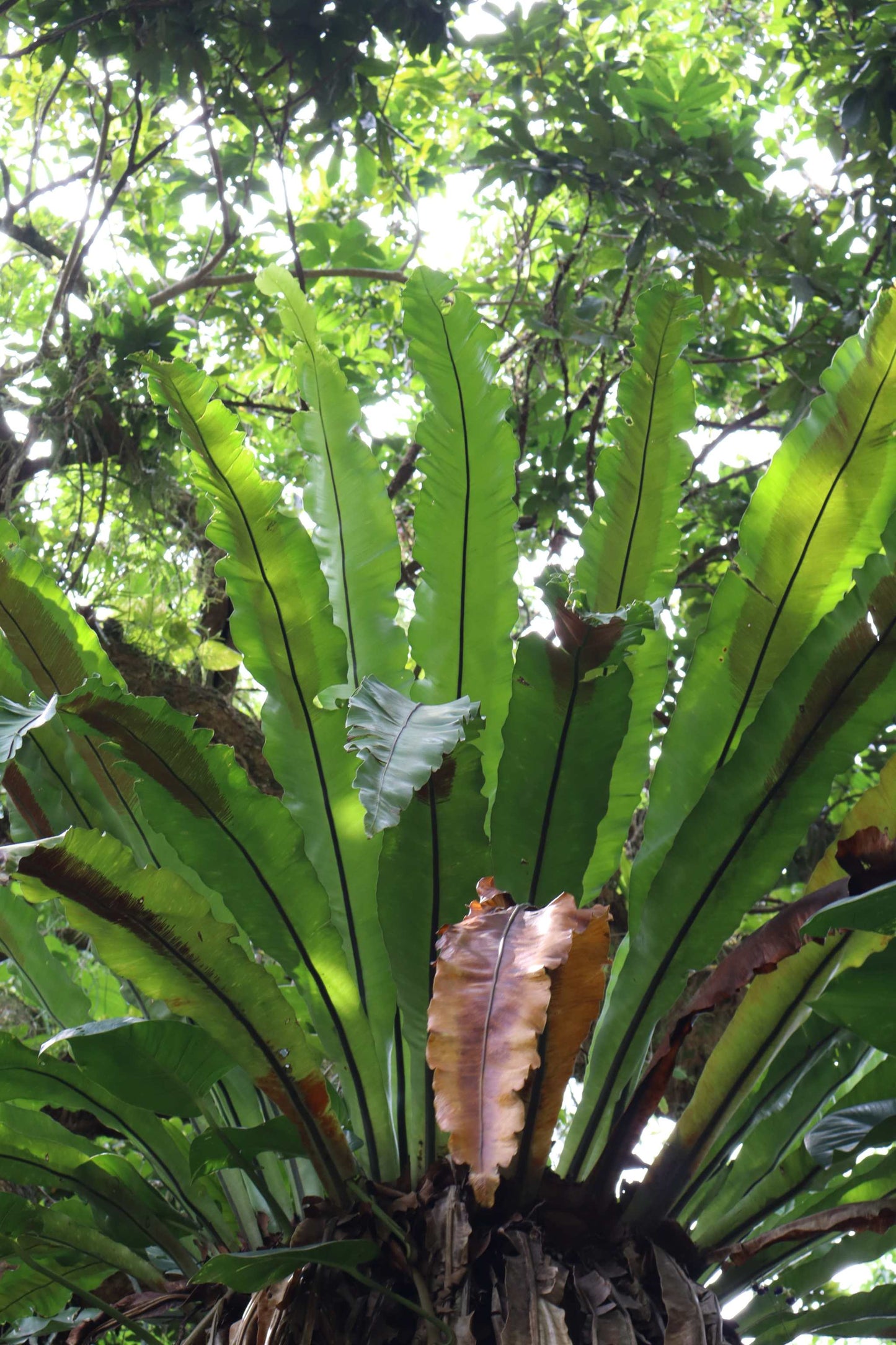 Asplenium nidus | Fågelbobräken