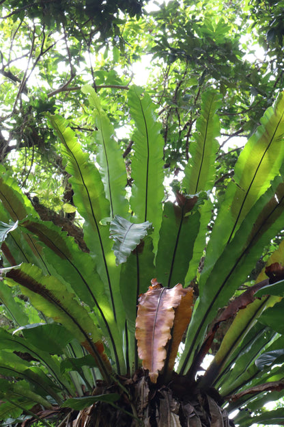 Asplenium nidus | Fågelbobräken