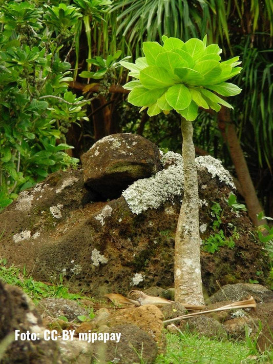Brighamia insignis | Hawaiian palm