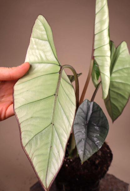 Alocasia bisma 'Silber'