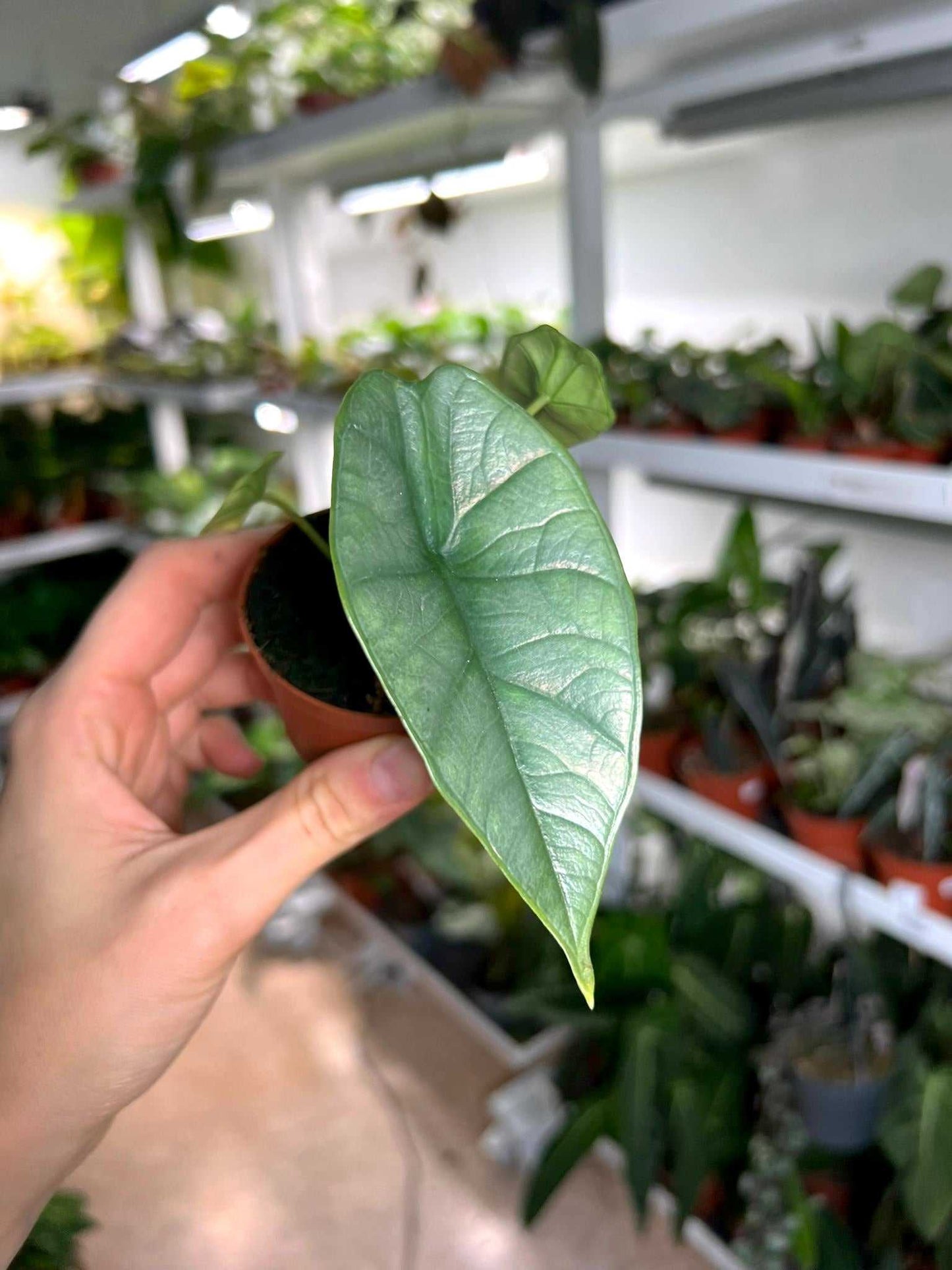 Alocasia bisma 'Silver'