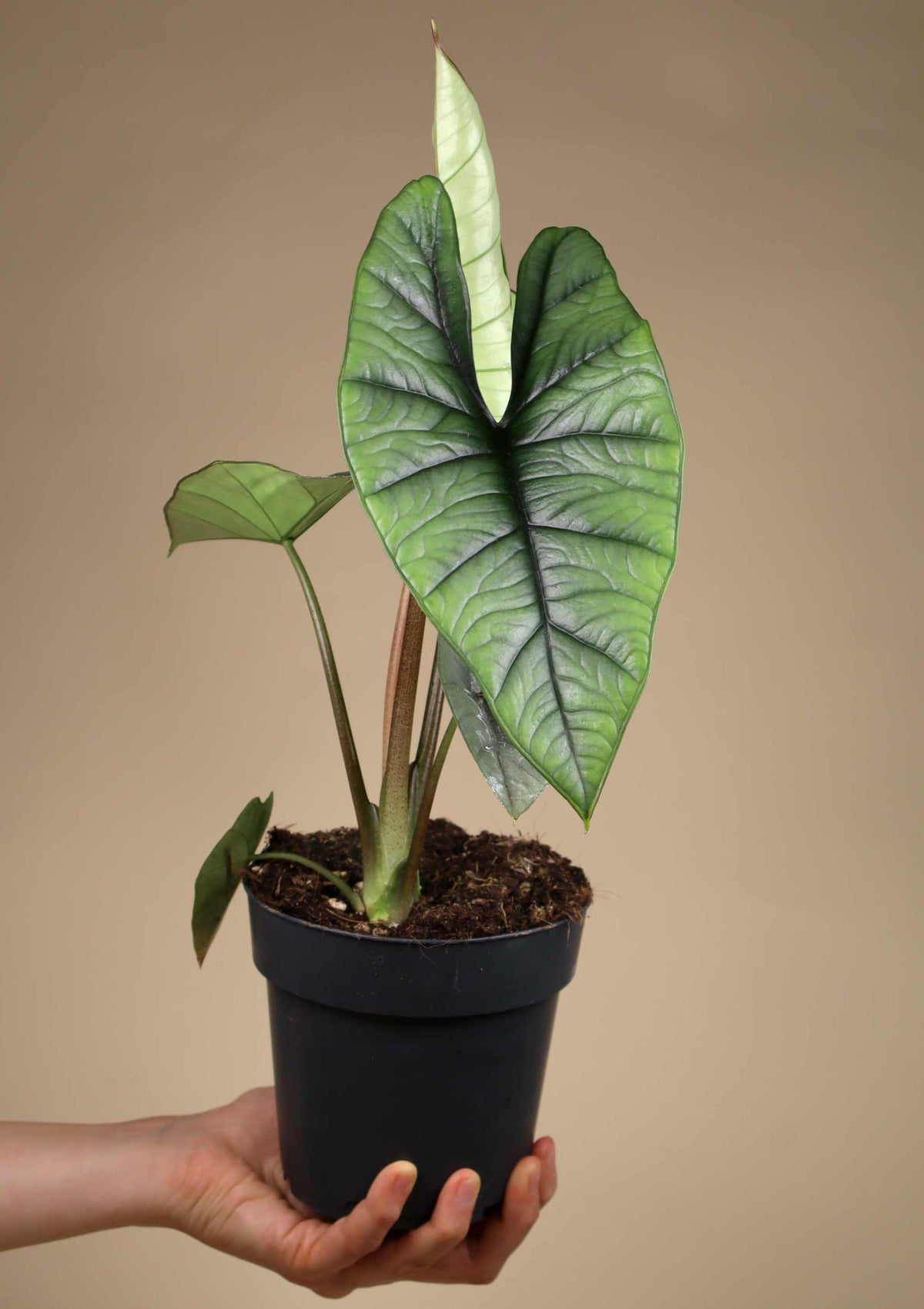 Alocasia bisma 'Silber'