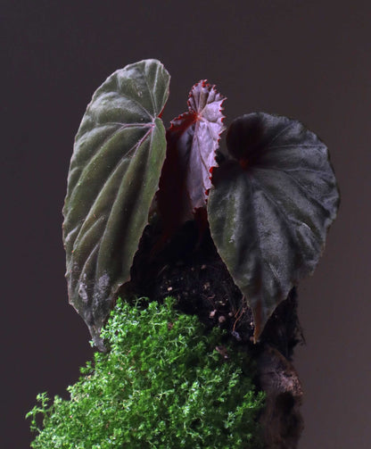Begonia sp. Black Blood
