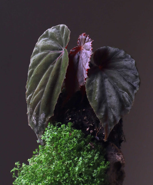 Begonia sp. Black Blood