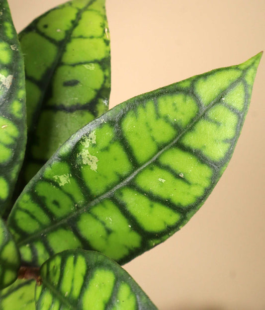 Hoya callistophylla 'Black Cat'