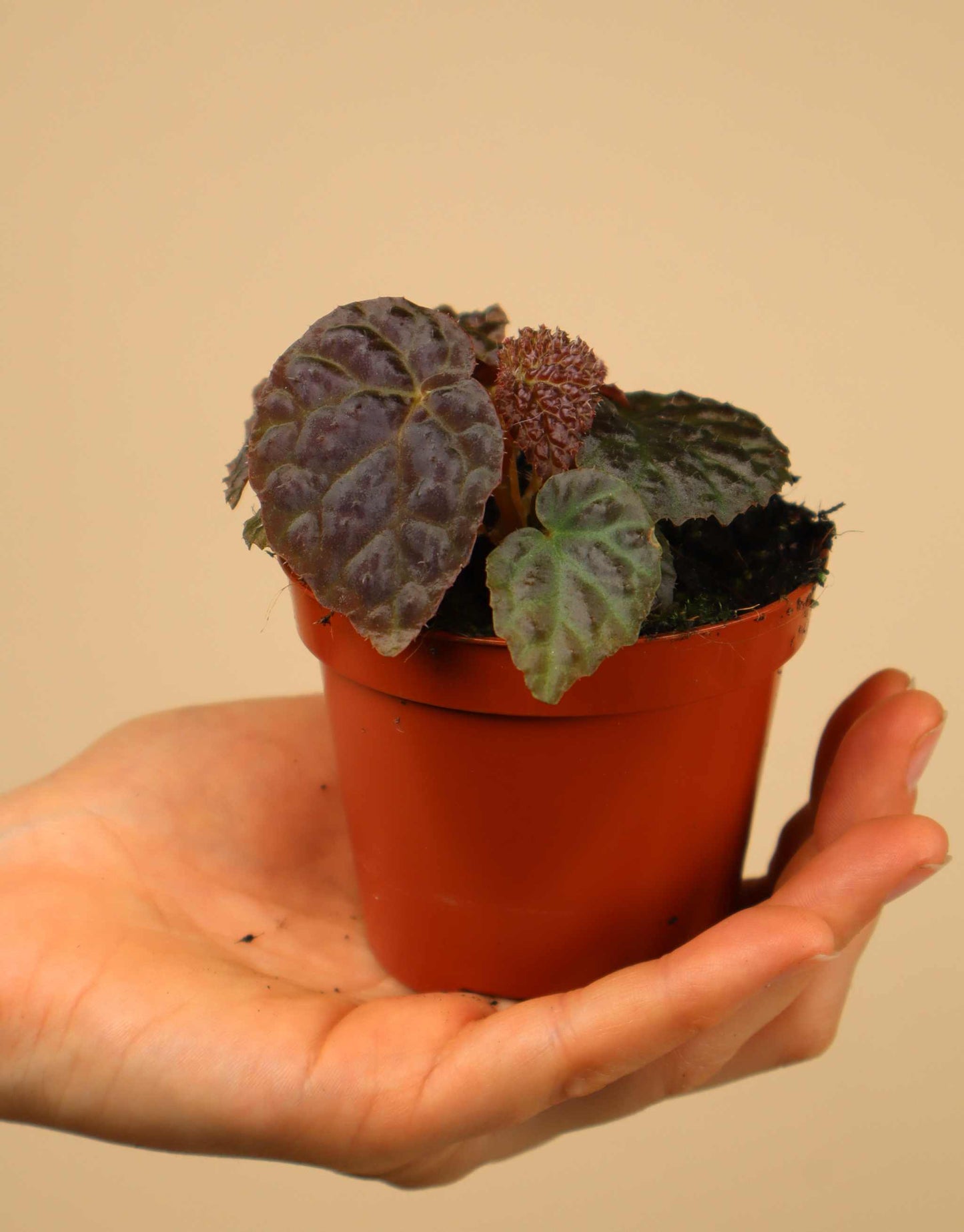 Begonia 'Black Mountain' (B. dracopelta x B. baik)