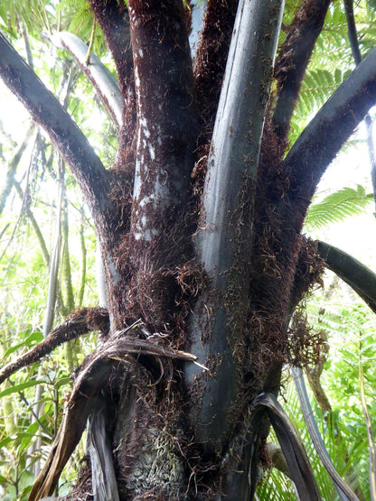 Cyathea medullaris | Svart trädormbunke