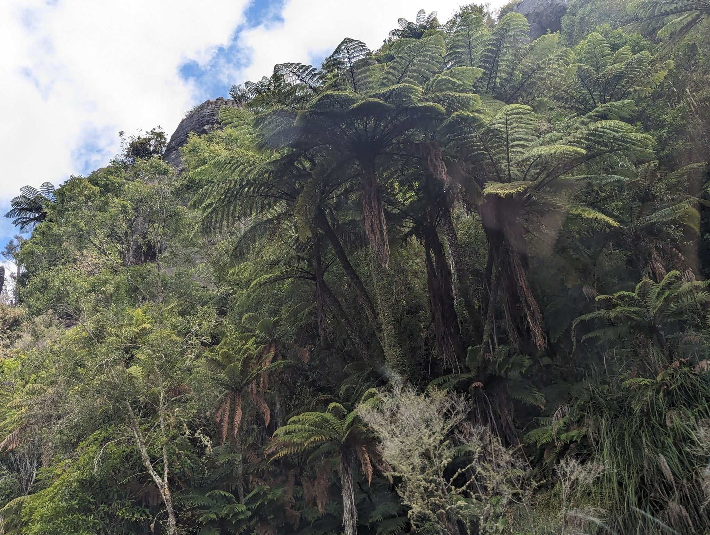 Cyathea medullaris | Svart trädormbunke