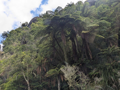 Cyathea medullaris | Svart trädormbunke