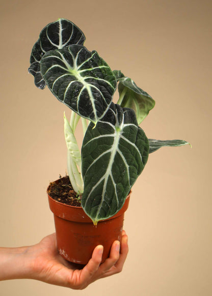 Alocasia reginula 'ninja'