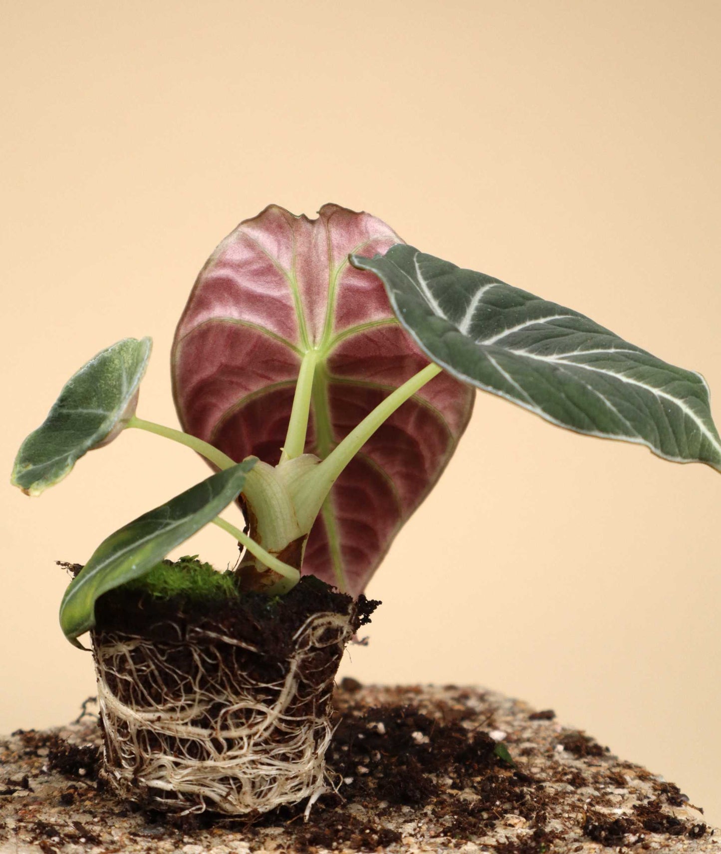 Alocasia reginula 'Black Velvet'