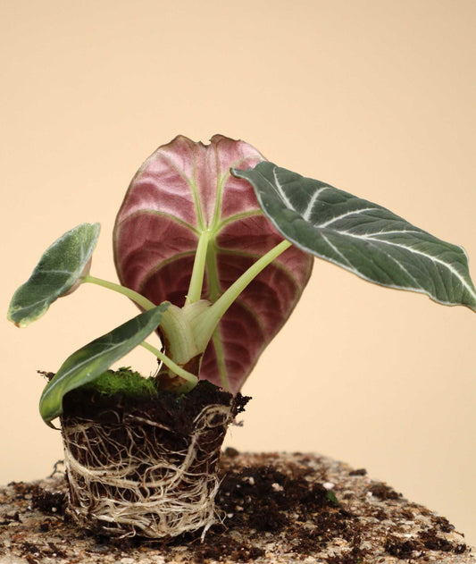 Alocasia reginula 'Black Velvet'
