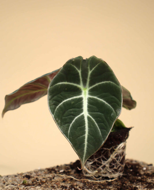 Alocasia reginula 'Black Velvet'