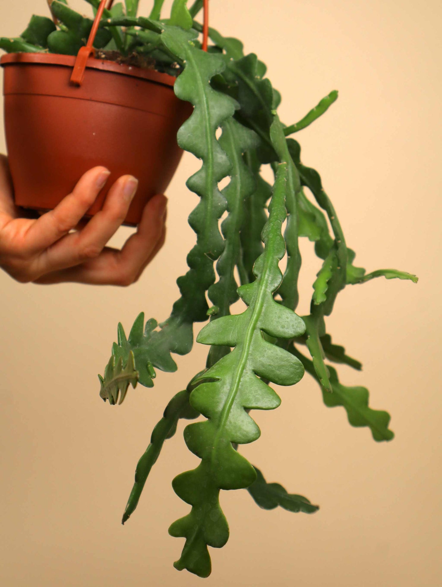 Epiphyllum anguliger | Flikig bladkaktus